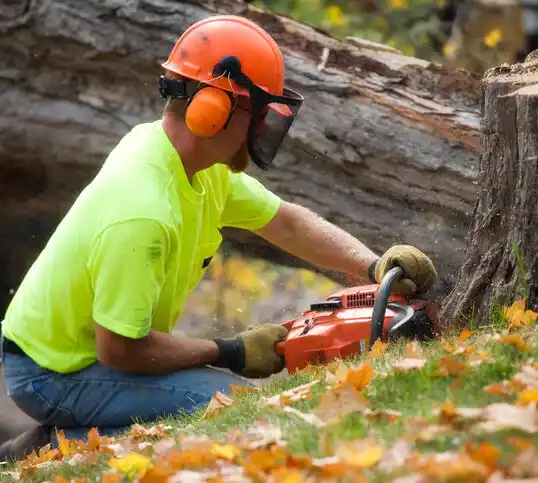 tree services Andersonville